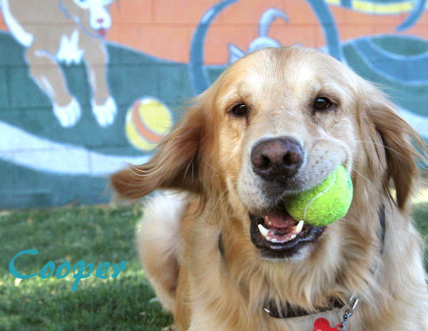 01 January Cooper name