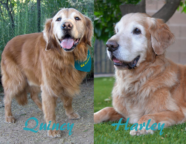 08 August Quincy Harley names