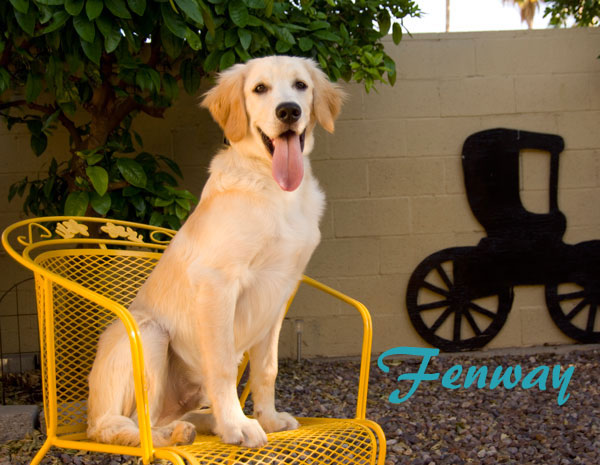 11 November Fenway name