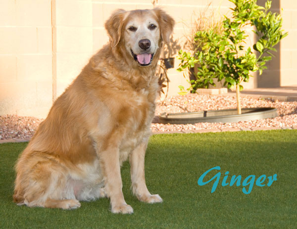 12 December Ginger name