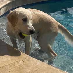 22 086 Ginger now Harper