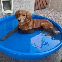 23 022 Celina now Rose