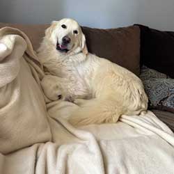 23 024 Alfalfa now Charlie