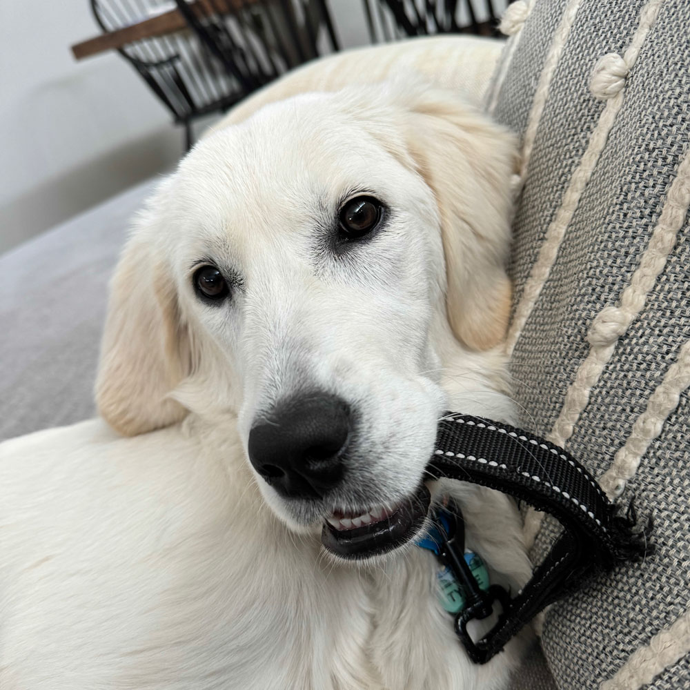 23 098 Elida now Tybee