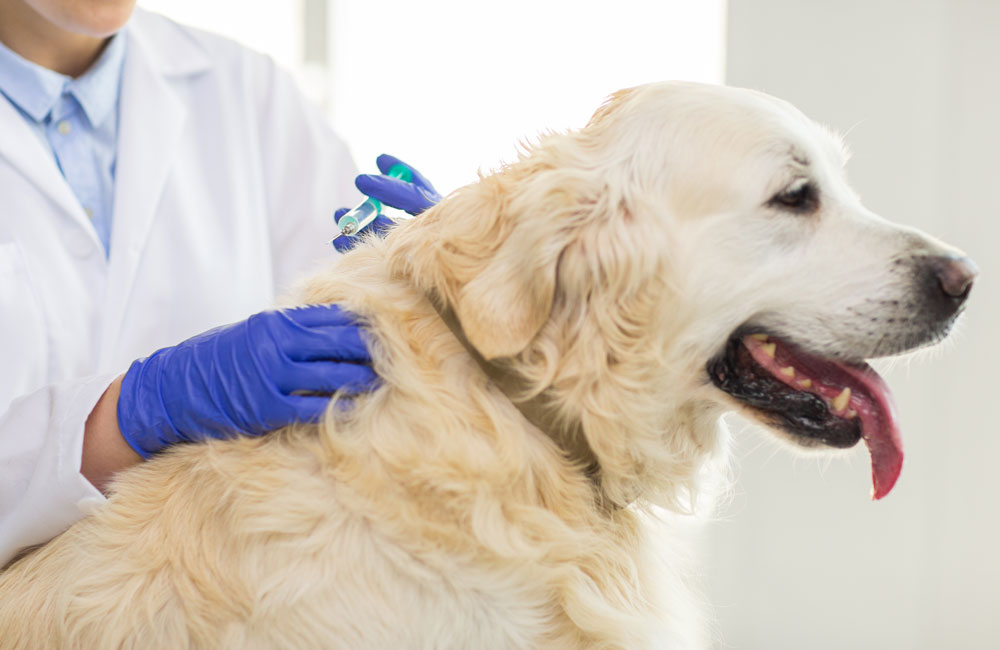golden with vet facing rightAdobeStock 115164496