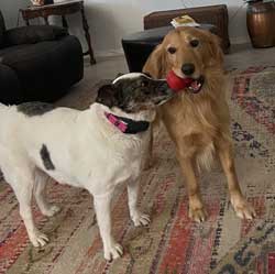 22 073 Mijo and friend