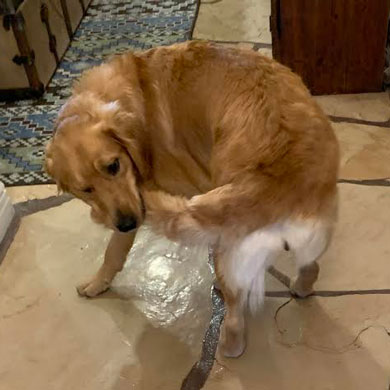 23 012 Dayton now Pickles