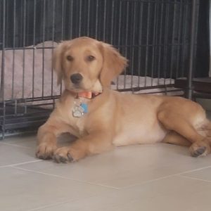 23 050 Orange now Maddie1