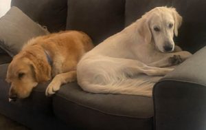 23 075 Bruno now Boston1