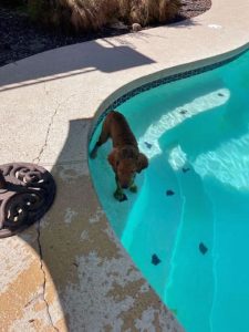 Pupster now Sully1 Pupster now Sully1