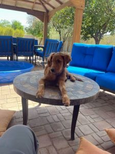 Pupster now Sully2 Pupster now Sully2