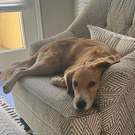 23 113 Caramelo now Honey2