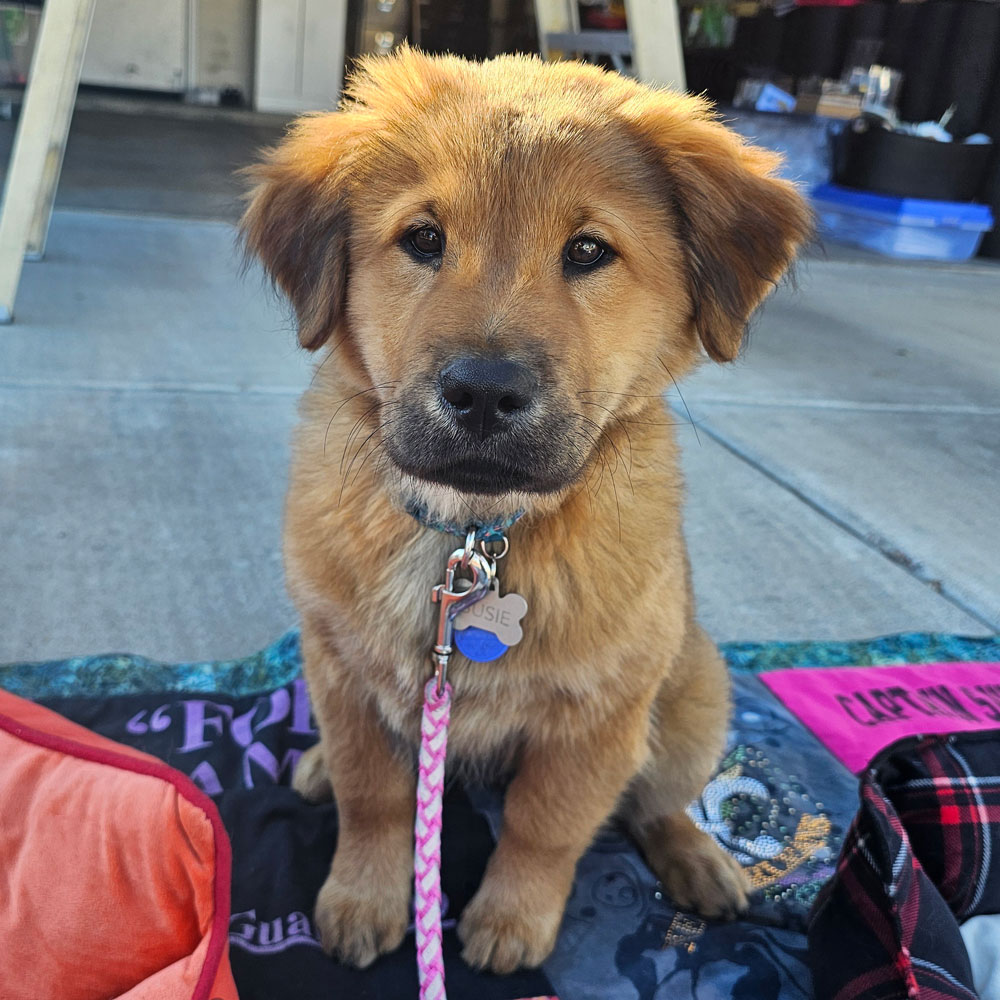 23 126 Gray now Susie