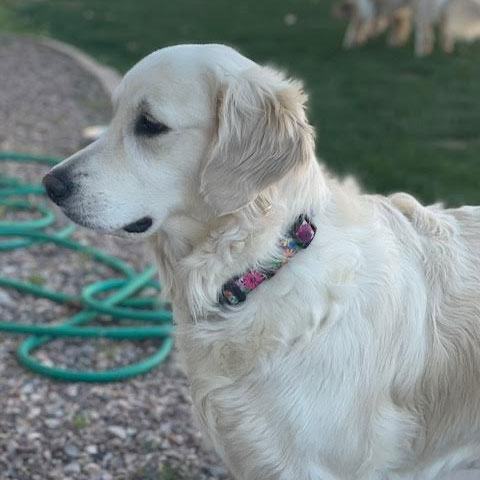 24 009 Pippa now Maile