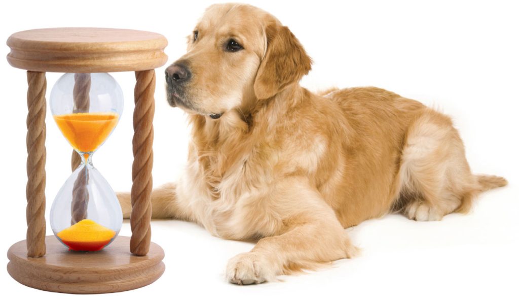 golden with hourglass looking left