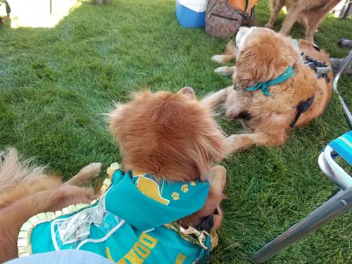 Woofstock 2021 Photos