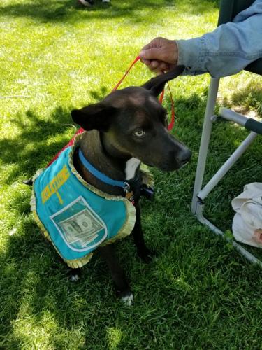 Woof Down Lunch 2022 Photos