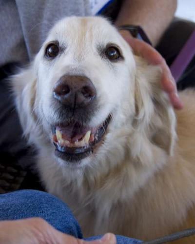 Bark in the Park 2020 Photos