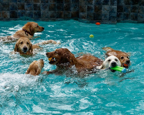 RAGofAZ 25th Anniversary Pool Party